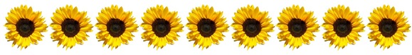 Row of sunflowers