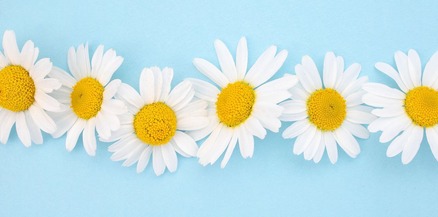 Daisies in a row