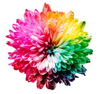Rainbow coloured flower