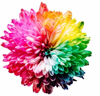 Rainbow coloured flower