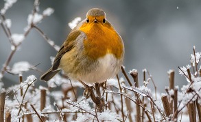 Robin on snowy branches