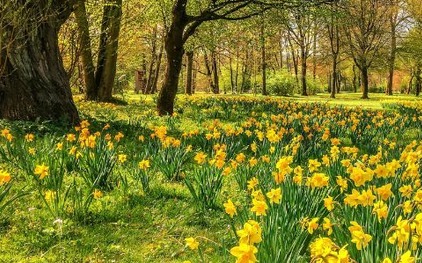 Daffodils and woods