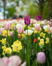 Spring Picture