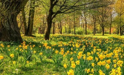 Daffodil woods