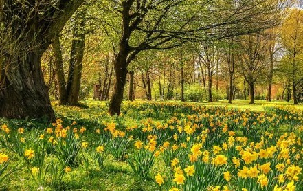Daffodil woods