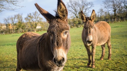 Donkeys