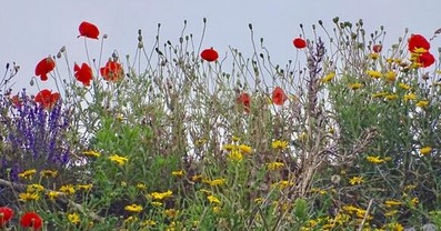 Wild flowers