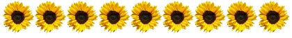 Row of sunflowers