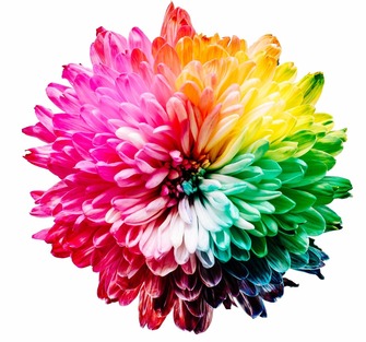 Colourful flower