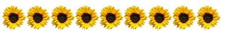 Row of sunflowers