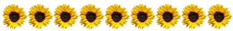 Row of sunflowers