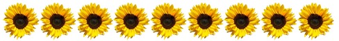 Row of sunflowers