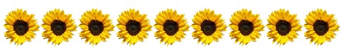 Row of sunflowers