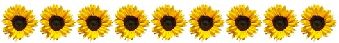 Row of sunflowers