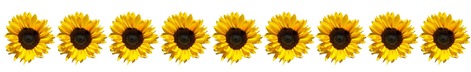 Row of sunflowers