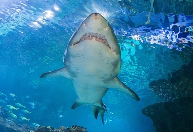 Shark in a tank at the aquarium