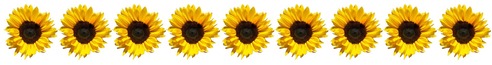 Row of sunflowers
