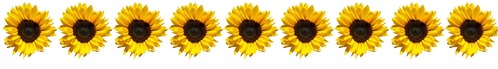 Row of sunflowers