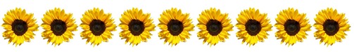 Row of sunflowers