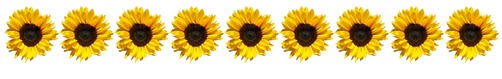 Row of sunflowers
