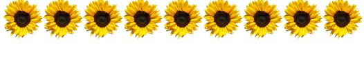 Row of sunflowers