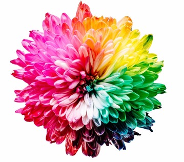 Multi-coloured flower