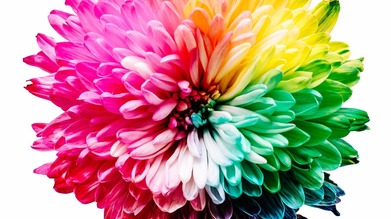 Multi-coloured flower
