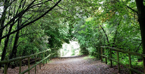Lush green trees taken in Cobtree Manor Park