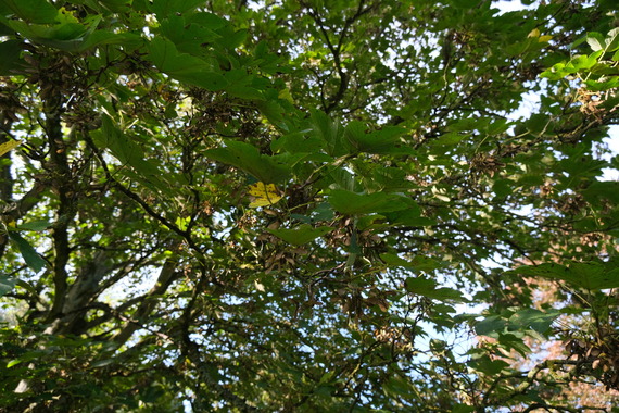 Close up of leaves on trees in Mote Park 