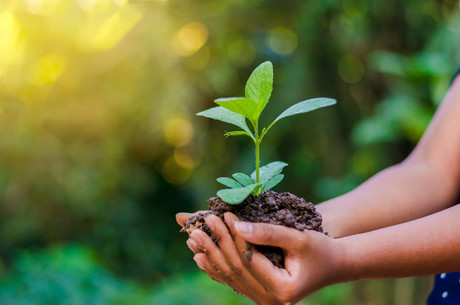 Small tree growing in persons hands