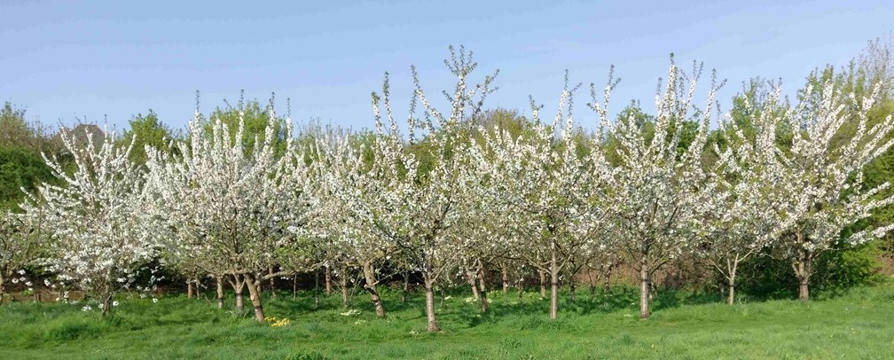 Allington Millenium Green