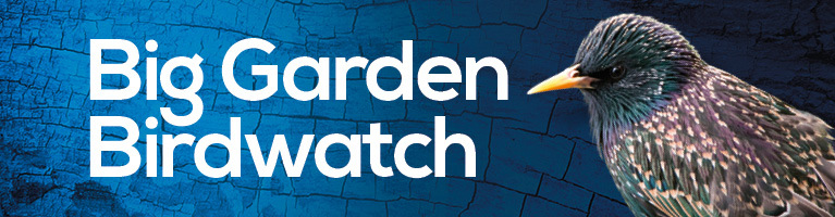 Big Garden Bird Watch