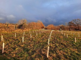 Tree whips planted in Sutton Valence