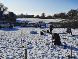 Volunteers plants trees in the snow.