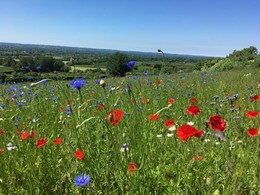 Wildflower meadow at Clockhouse farm