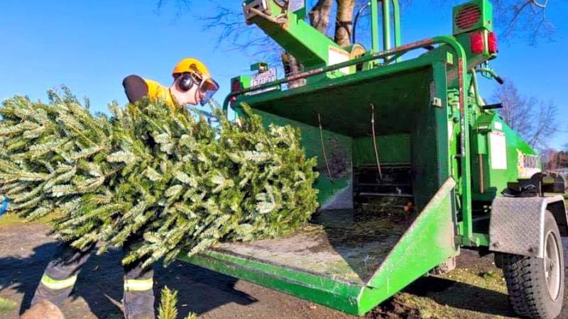Christmas tree being chipped.