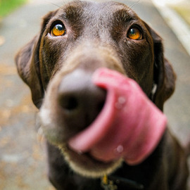 Paws in the Park Square