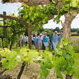 Bidden Vineyard Tour