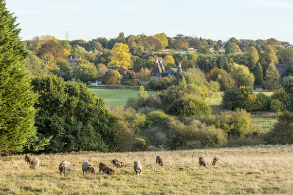 Sheep and Oasts in Countryside