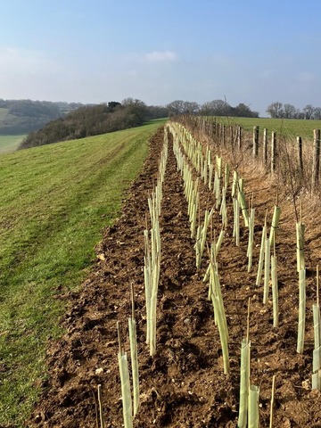 Vineyard planting