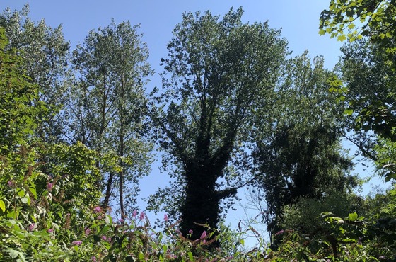 Poplar trees set for removal
