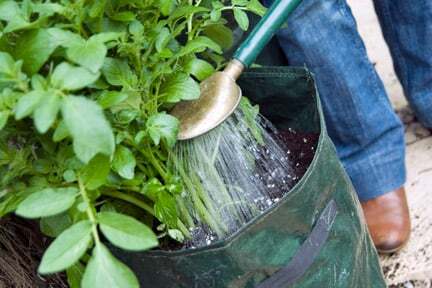 Potato planting RHS