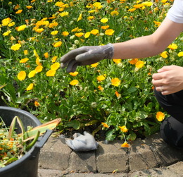 Involve Gardening Museum