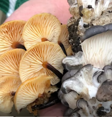 Mushrooms that have been foraged in someones hand