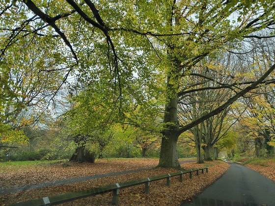 Trees entrance road in Mote Park