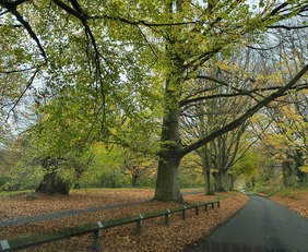 Trees entrance road in Mote Park