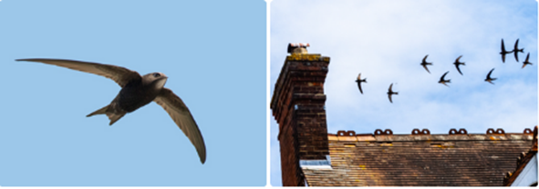 Swift in flight with blue sky and numerous swifts flying about a roof