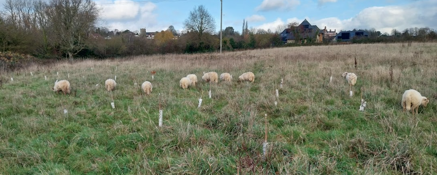 portland sheep grazing in a field with saplings