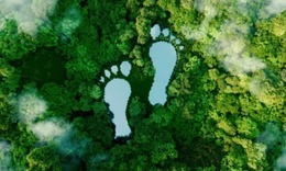 graphic of footprints on forest canopy