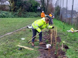 team planting hedge saplings